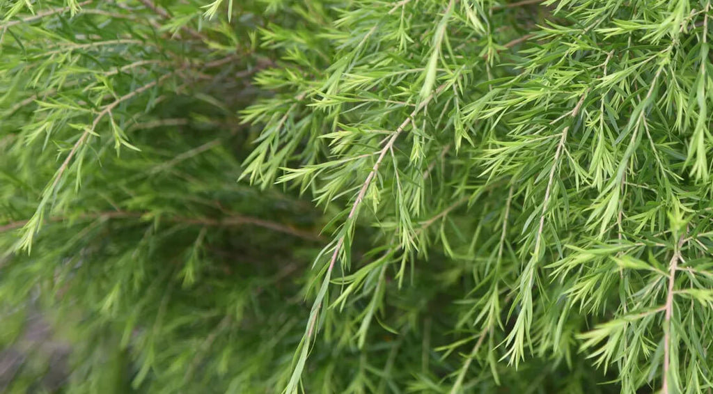 The Benefits of Tea Tree Oil in Skincare